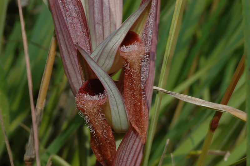 Le orchidee selvatiche spontanee di Ostia: la Serapias vomeracea e la Serapias lingua